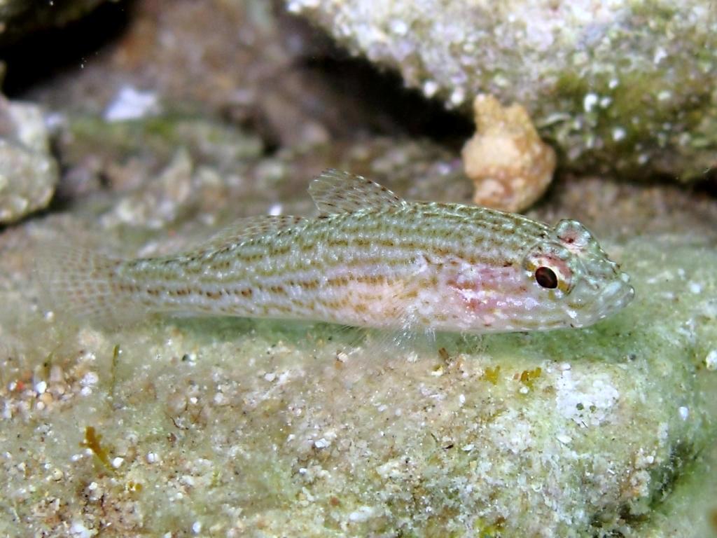 Gobius fallax (Sarato, 1889)